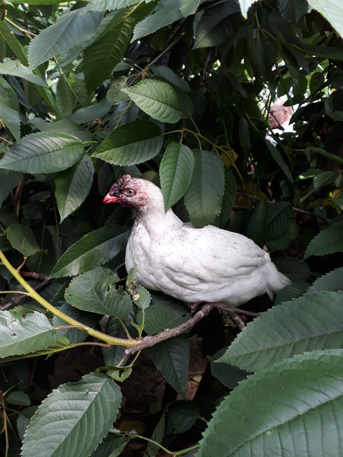 debongerdhoen-kip-in-boom