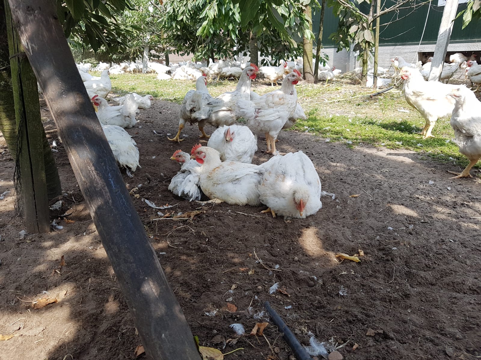 debongerdhoen-kippen debongerdhoen-kippen