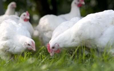 Natuurkip de Bongerdhoen